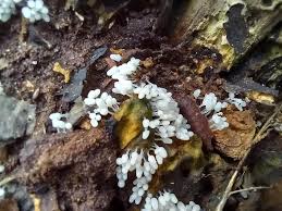 Attēlu rezultāti vaicājumam “Cribraria argillacea stalked”