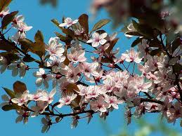 Attēlu rezultāti vaicājumam “Prunus cerasifera var. divaricata”