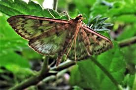 Attēlu rezultāti vaicājumam “Anania hortulata”
