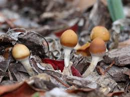 Attēlu rezultāti vaicājumam “Psilocybe sp.”