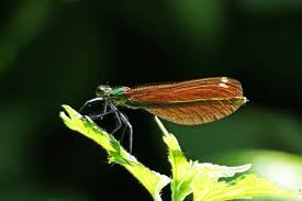 Attēlu rezultāti vaicājumam “Calopteryx virgo female”
