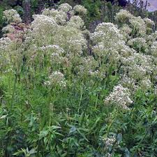 Image result for Valeriana officinalis
