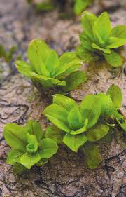 Attēlu rezultāti vaicājumam “Syntrichia latifolia”