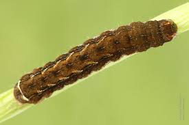 Attēlu rezultāti vaicājumam “Diarsia brunnea”