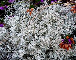 Attēlu rezultāti vaicājumam “Cladonia mitis”