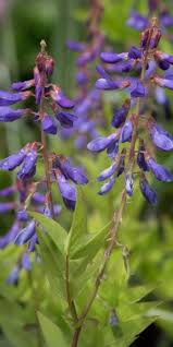Attēlu rezultāti vaicājumam “Galega orientalis leaf”
