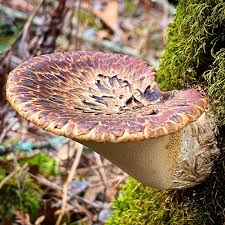 Attēlu rezultāti vaicājumam “Polyporus squamosus”