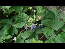 Attēlu rezultāti vaicājumam “Rubus caesius fruit”