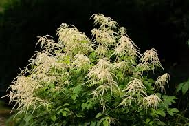 Image result for Aruncus dioicus