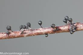 Attēlu rezultāti vaicājumam “Lamproderma pseudomaculatum spores”