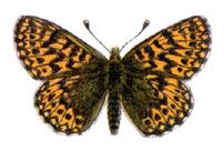 Attēlu rezultāti vaicājumam “Clossiana selene upperside”