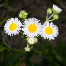 Attēlu rezultāti vaicājumam “Erigeron annuus flower”