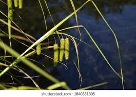Attēlu rezultāti vaicājumam “Carex pseudocyperus female flower”