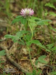 Attēlu rezultāti vaicājumam “Trifolium medium”