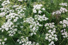 Attēlu rezultāti vaicājumam “Carum carvi leaf”