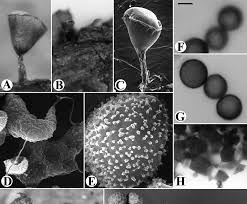 Attēlu rezultāti vaicājumam “Craterium leucocephalum var. scyphoides”