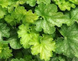 Image result for Heuchera `Swirling Fantasy`