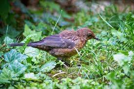 Attēlu rezultāti vaicājumam “Turdus merula juvenile”