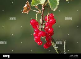 Attēlu rezultāti vaicājumam “Ribes spicatum”