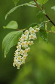 Attēlu rezultāti vaicājumam “Prunus serotina flower”