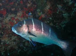 Image result for Pachymetopon grande