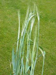 Attēlu rezultāti vaicājumam “Hordeum vulgare”