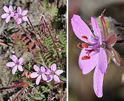 Attēlu rezultāti vaicājumam “Erodium cicutarium”