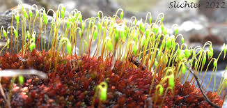 Attēlu rezultāti vaicājumam “Bryum”