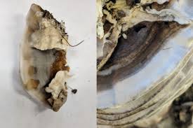 Attēlu rezultāti vaicājumam “Bjerkandera adusta”