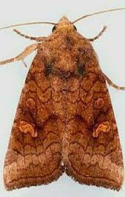 Attēlu rezultāti vaicājumam “Amphipoea”