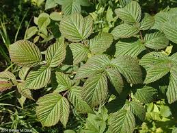 Attēlu rezultāti vaicājumam “Rubus idaeus”