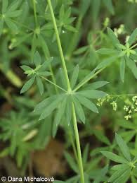 Attēlu rezultāti vaicājumam “Galium schultesii flower”