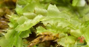 Attēlu rezultāti vaicājumam “Lophocolea bidentata”