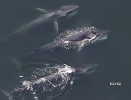 Image result for Balaenoptera physalus