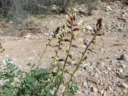 Attēlu rezultāti vaicājumam “Astragalus arenarius fruit”