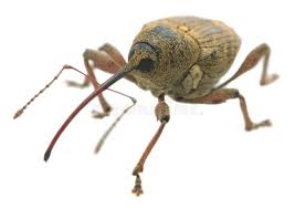 Attēlu rezultāti vaicājumam “Curculio nucum”