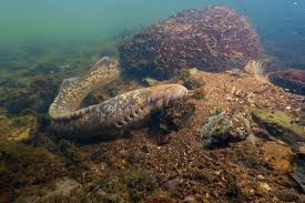 Image result for Petromyzon marinus