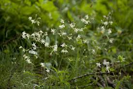 Attēlu rezultāti vaicājumam “Silene nutans flower”