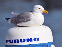 Attēlu rezultāti vaicājumam “Larus argentatus adult”