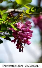 Attēlu rezultāti vaicājumam “Robinia neomexicana”