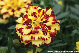 Image result for Tagetes patula