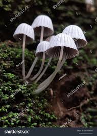 Attēlu rezultāti vaicājumam “Coprinus disseminatus”