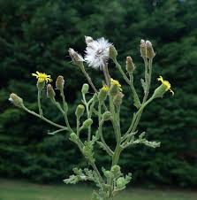 Attēlu rezultāti vaicājumam “Senecio viscosus”