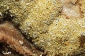 Attēlu rezultāti vaicājumam “Hypocrea pulvinata”