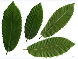 Attēlu rezultāti vaicājumam “Castanea sativa”