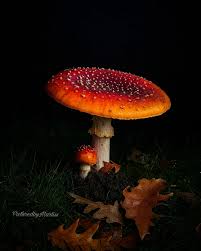 Image result for vliegenzwam