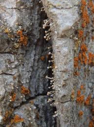 Attēlu rezultāti vaicājumam “Sclerophora coniophaea”