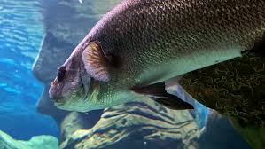 Image result for Umbrina cirrosa