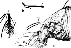Attēlu rezultāti vaicājumam “Acalitus longisetosus”