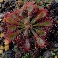 Attēlu rezultāti vaicājumam “Drosera x obovata leaf”